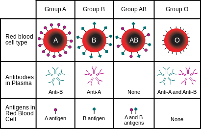 ABO Blood Type Chart