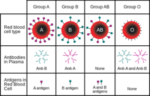 ABO Blood Type Chart